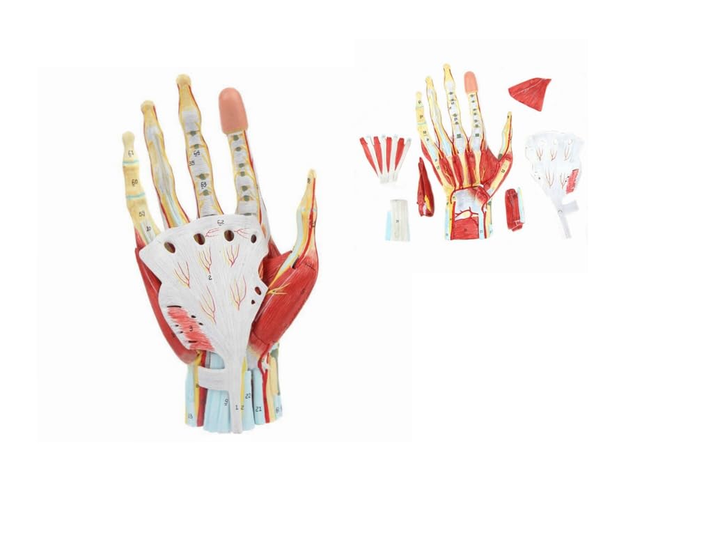 Amazon.com: Medical Anatomical Hand Skeleton Model with Ligaments